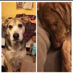 Madelyn Hamilton - @charlie_and_lucy_are_life - Instagram