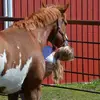 Madelyn Lawrence - @madelyn.equestrian - TikTok