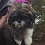 Madelyn Mcdermott - @puppy_lover_355 - Instagram
