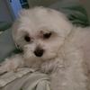 user2686745933321 - @madelyn.morris - TikTok
