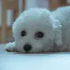 Madelyn Sanchez - @madelyn.sanchez70 - TikTok