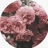 madelynschaefer - @madelynschaefer - TikTok
