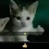 user614126078495 - @madelynwarren49lj5c - TikTok