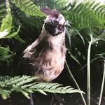 Madge The Bird - @madgemadgemadge - Instagram