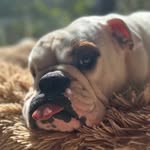Madge Bishop - @madgebishop_thebulldog - Instagram