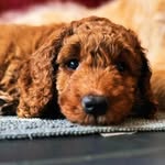 Madge Bishop - @madgebishop.thedog - Instagram
