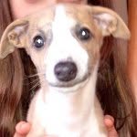 Madge Brown - @lazy.whippet - Instagram