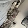 Moon love pets - @moonmadge - TikTok