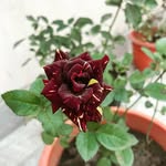 Madhavi Kumar - @madhavikumar608 - Instagram