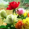 madhuroy - @user3594286457362 - TikTok