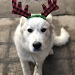 madilyn brown - @molly_thdog - Instagram