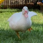 Madison Albrecht - @madison_albrecht2008 - Instagram