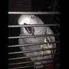 Maddison Appleby - @maddie.1308 - TikTok