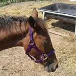 Madison Bollinger - @lovehorses_ponies - Instagram