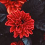 Madison Bowden - @livingthroughlenses - Instagram