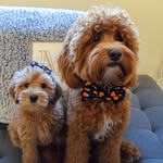 Brody & Madison 🐾 - @brody.and.madison - Instagram