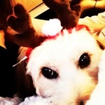 emBee - @madisonbui - Instagram