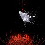 Maddy Letty Servant Cardinal - Facebook