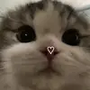 madisoncollier001 - @madisoncollier001 - TikTok