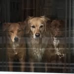 Sadie, Madison, Crooks - @mad_dog_sad_dog - Instagram
