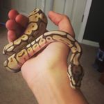 Madison Devlin - @herp_noodle_soup - Instagram