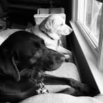 Madison🐶, Ennis🐶, Elliott 🐈& Swayze girl 🐈‍⬛ - @ourfurbabyera - Instagram