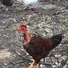 madisonfish - @madisonfish - TikTok