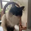 madison - @madison.flowers - TikTok