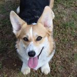 Madison LilPretty Friend - @madison_lilpretty_corgi - Instagram