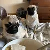 Cookie and Suki the pugggsss - @madison.galvani - TikTok