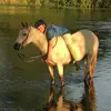 madison Glenn - @horselover4ever8629 - TikTok