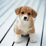 Madison Hanson - @pretty_puppys14 - Instagram