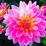Madison Hartmann - @rose_red_sky_blue - Instagram