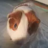 Madison hawks - @dora_asmr - TikTok