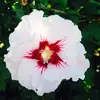 Madison Hilliard - @madisonhilliard1 - TikTok