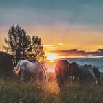 NH - @madison_hutton7639 - Instagram