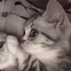 Madison Lin - @maddie.bored - TikTok