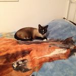 Madison Macdonald - @cute_pets1_1 - Instagram