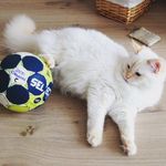 Madison,Macy&Payton💫Mackenzie💫 - @madison.mackenzie_the_ragdolls - Instagram