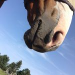 Madison🐴 - @madison.mcculloch - Instagram