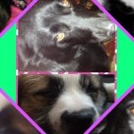 🐶🎀Madison And Miley🎀🐶 - @madison__miley - Instagram