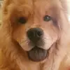 Chow chow - @madisonmillar18 - TikTok