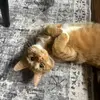 madison - @madison.munsey - TikTok