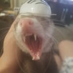 Madison Neff - @torontomapleleafs204 - Instagram