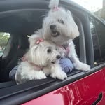 Madison & Kayla Paredes - @littlemadisonandkayla - Instagram