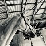 Madison Poisson - @looking_for_a_horse18 - Instagram