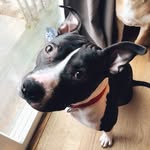 Madison Reilly Sheppard - @love_for_pitties - Instagram