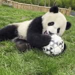 ⚽️Soccer⚽️🐼Panda🐼 - @madison_rohrbaugh - Instagram