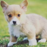chloe madison romig - @blondie_dog000 - Instagram