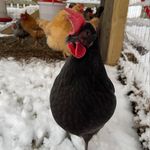 Madison Schaefer - @schaeferfamilyfarm - Instagram
